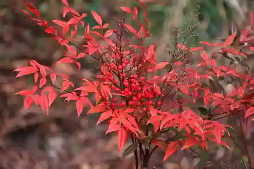 阿久津「田村神社」（郡山市阿久津町）旧社名：伊豆箱根三嶋三社の庭園