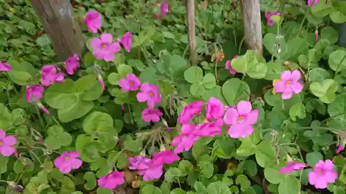 和物所稲荷神社の自然