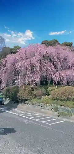 櫻木神社の自然