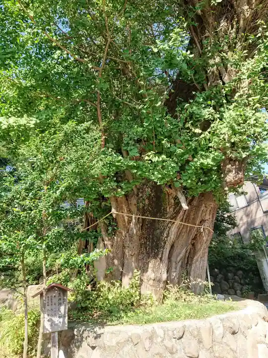 五所神社の自然