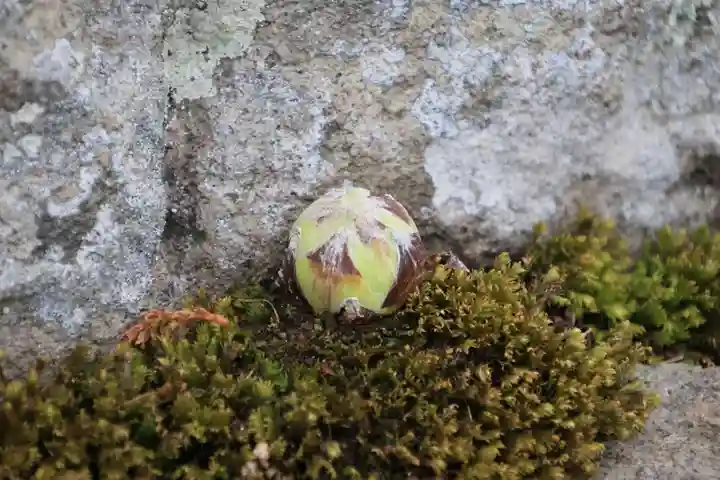 神炊館神社 ⁂奥州須賀川総鎮守⁂の自然