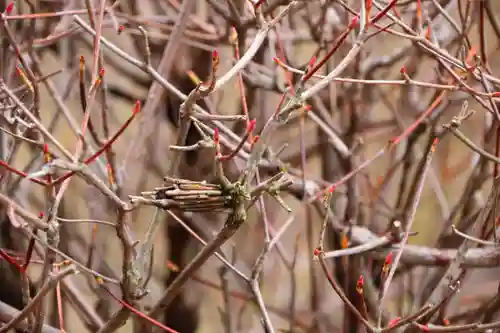 大鏑神社の自然