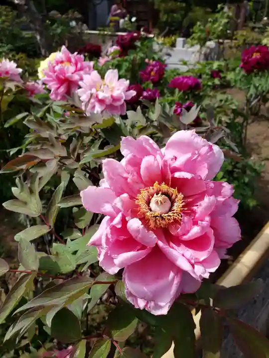 禅定院(東京都)