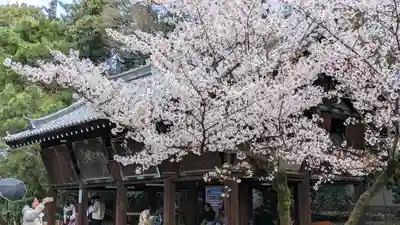 御香宮神社の自然