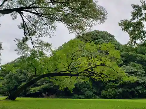 明治神宮の自然