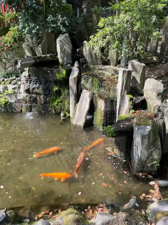 乙女稲荷神社の動物