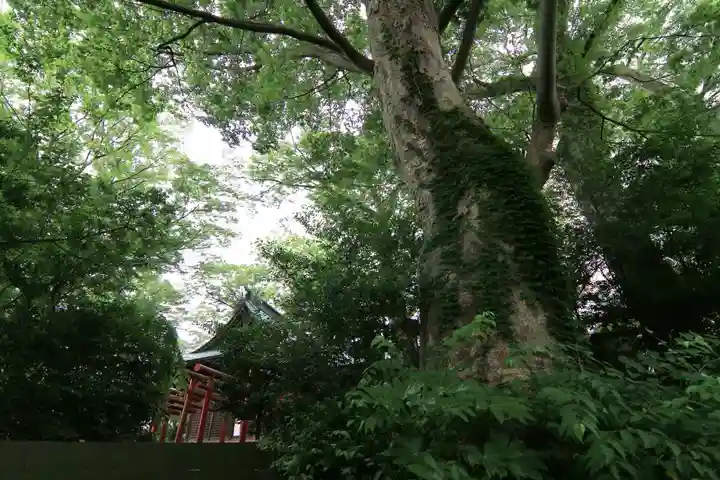 愛宕神社の自然