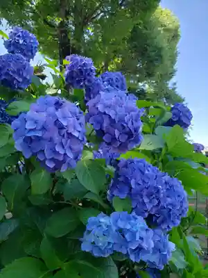妙法寺(東京都)