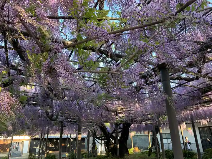 竹鼻別院の自然