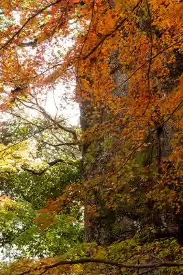 柞原八幡宮(大分県)