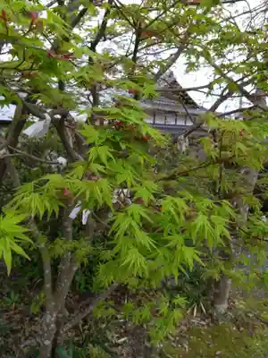 疋野神社(熊本県)