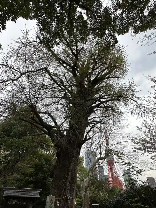 芝東照宮の自然