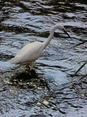 下高井戸八幡神社(東京都)