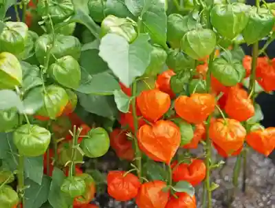 出雲大社倉敷教会(岡山県)