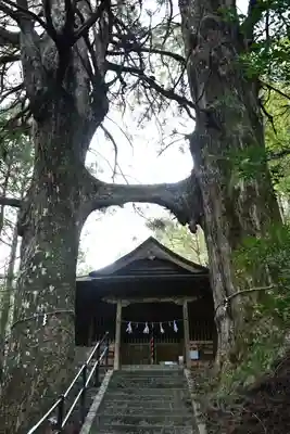 地主神社（桑の川の鳥居杉）(高知県)