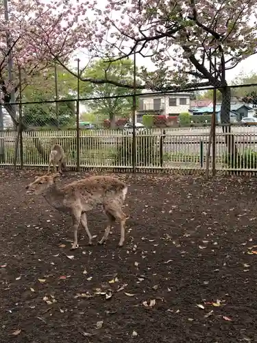 相州春日神社の動物