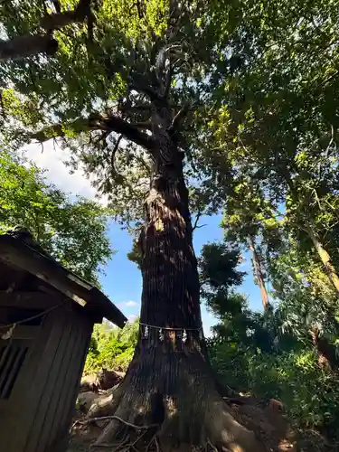 日吉神社(千葉県)