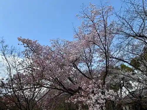 東寺（教王護国寺）の自然