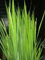 伏木香取神社(茨城県)