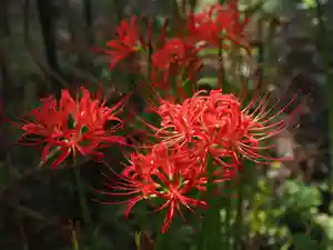 今市報徳二宮神社の自然(2021年09月17日(金) 17時23分04秒投稿)