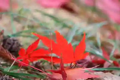 長屋神社の自然