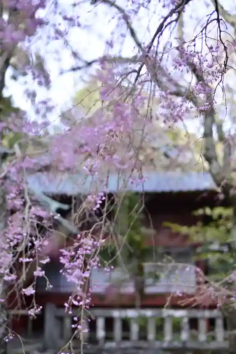 伊豆山神社の自然