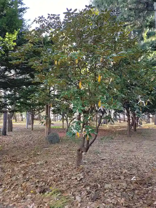 大谷地神社の自然