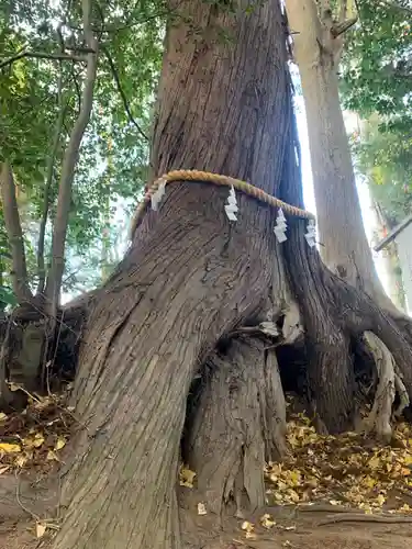 大宮神社の自然