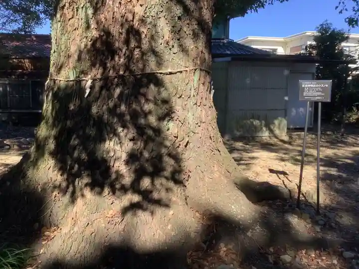神明社(宮浦)の自然