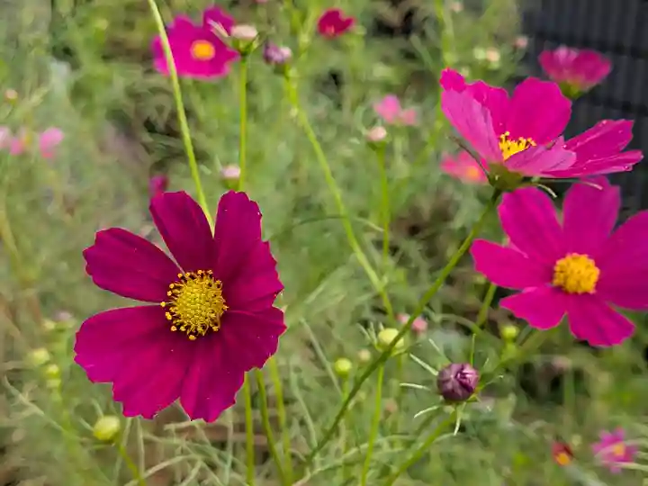 祖母井神社(栃木県)