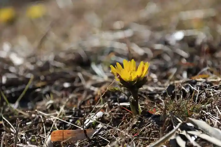 関場神社の自然