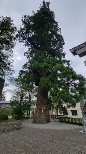 飛驒一宮水無神社(岐阜県)