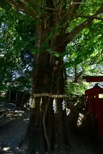 秩父神社の自然