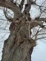 駒形神社(中袋観音堂)の自然