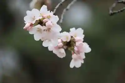 開成山大神宮の自然