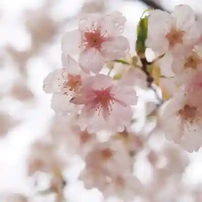 天王山 安楽寺(福井県)