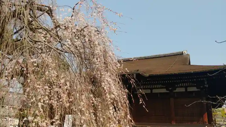 大報恩寺(千本釈迦堂)の自然