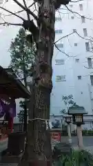 日本橋日枝神社の自然