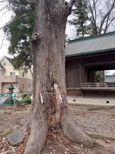 八坂神社（葛生町）の自然