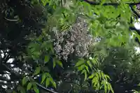 鹿島大神宮の自然