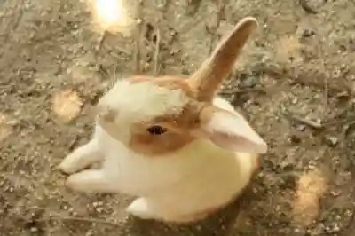 大久野島神社の動物