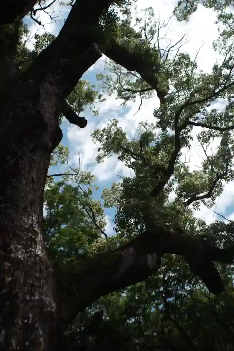 伊弉諾神宮の自然