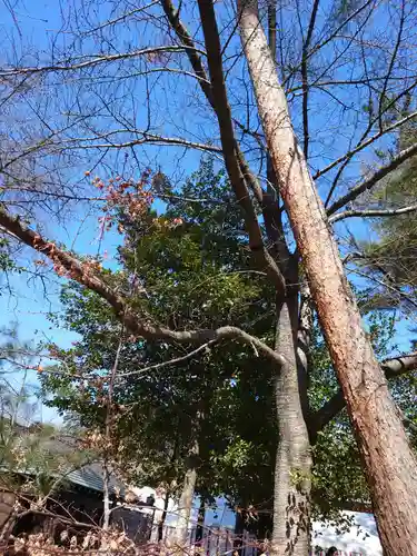 櫻木神社の自然