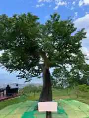 小樽天狗山神社(北海道)