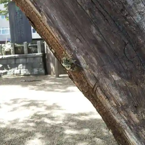 阿邪訶根神社の動物
