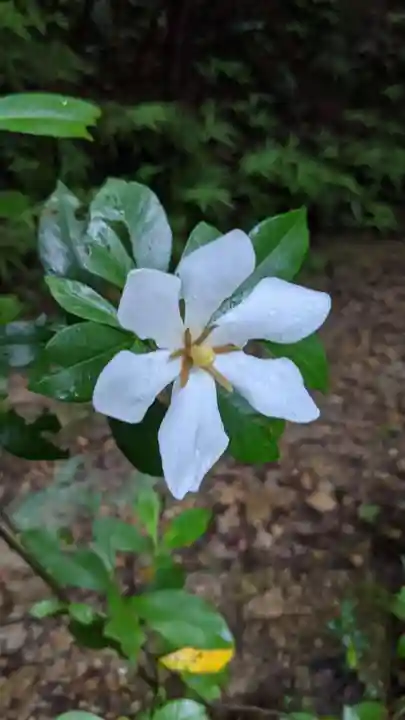 玉野御嶽神社の自然
