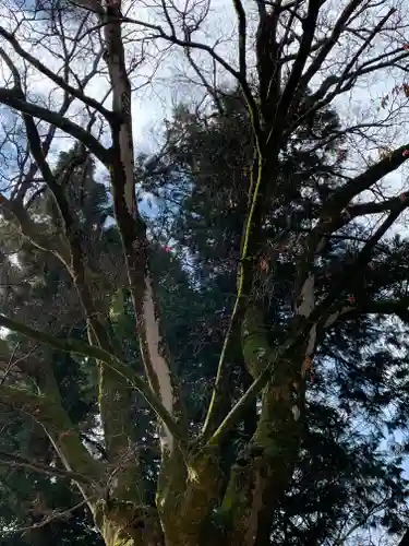 武田神社の自然