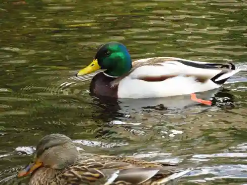 富士山本宮浅間大社の動物