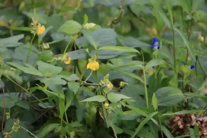 高司神社〜むすびの神の鎮まる社〜の自然