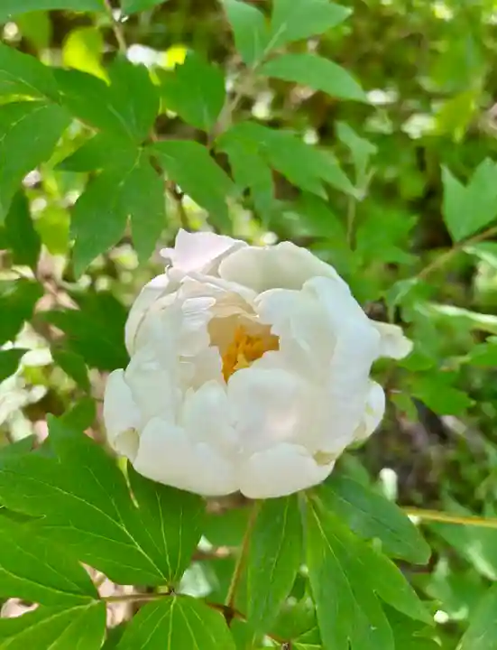 蚊里田八幡宮(長野県)